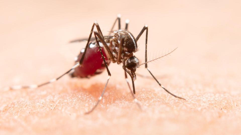 Conselho Federal de Administração reforça alerta sobre avanço da dengue